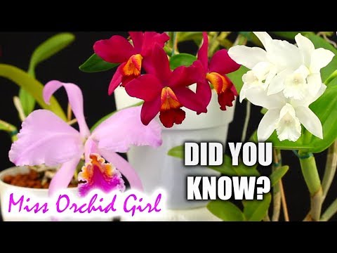 Did you know this about: Cattleya Orchids?