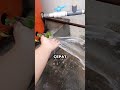 Laminar Flow Phenomenon: Water That Flows Smoothly Without Splashes 💧