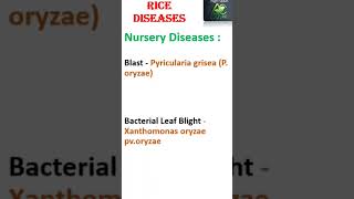 #Rice Diseases || Nursery & Main field disease