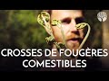 Crosses de fougres comestibles