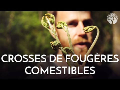 Vidéo: Où poussent les fougères ?