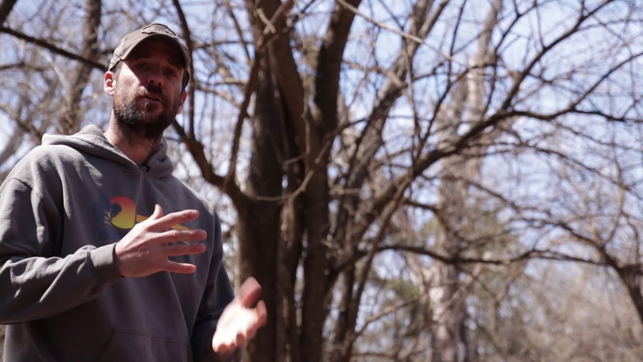 Osage orange identification, harvesting, and cutting for bow staves