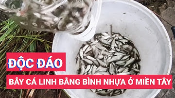 Người dân miền Tây bẫy cá linh bằng bình nhựa