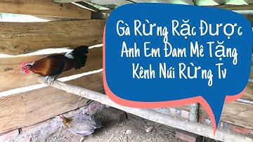 Gà Rừng Rặc Kênh Núi Rừng Tv Được Tặng Gà Mời Anh Em Cùng Xem