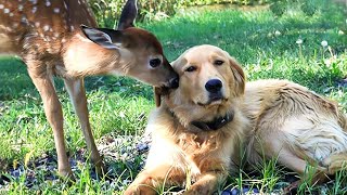 Deer Brings Her Babies to Meet Her Dog Best Friend Every Spring!