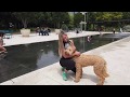 10 Month Old Goldendoodle | Best Doodle Dog Training | Off Leash K9 | Board and Train | Oklahoma