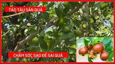 Cây Táo Tàu - Cách trồng và chăm sóc cây táo tàu tại nhà cho quả sai.