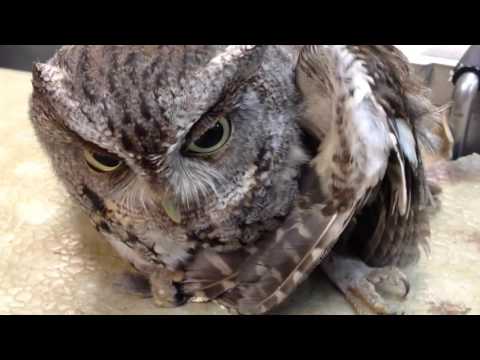 funny-animal-vines-2016-owl-compilation-cute-and-adorable-owls