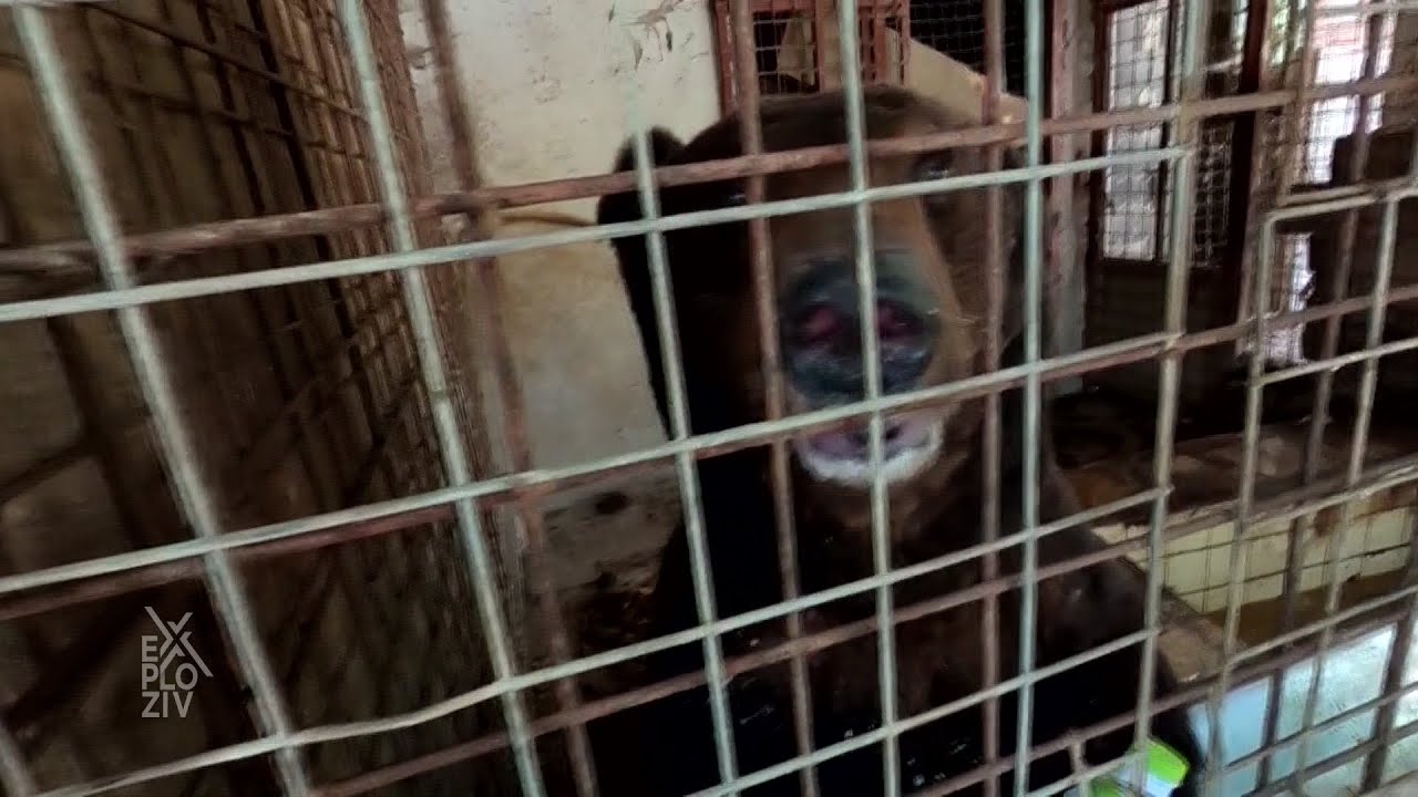 EXPLOZIV - Neobični ljubimci Gvido i Laka | PRVA