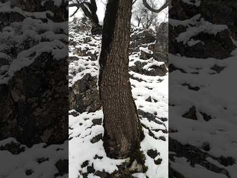 تالش خطبه سرا روستای تمشه لانه  طبیعت گردی تالش طبیعت طبیعتگردی