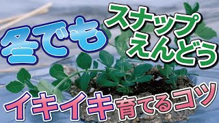 #4.【スナップエンドウの育て方】冬でもイキイキ育てるコツ【スナックエンドウ】家庭菜園