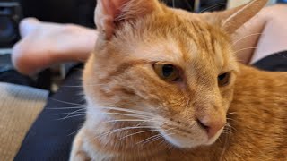 Orange Tabby Purring Softly, Loves Head Rubs