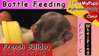 Bo Peep's Journey, Bottle Feeding Puppies With Goats Milk!