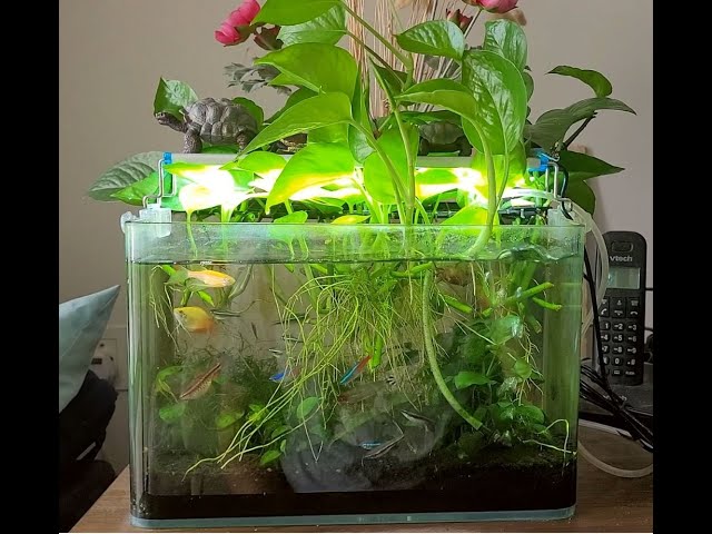 GROWING POTHOS in NANO FISH TANK - BEST DECISION EVER!