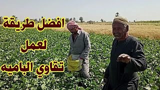 افضل طريقة لعمل تقاوي الباميه Growing okra