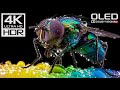 4K OLED HDR Demo – Ultra HD TV Test Video | Dolby Vision, Deep Blacks &amp; Vivid Colors