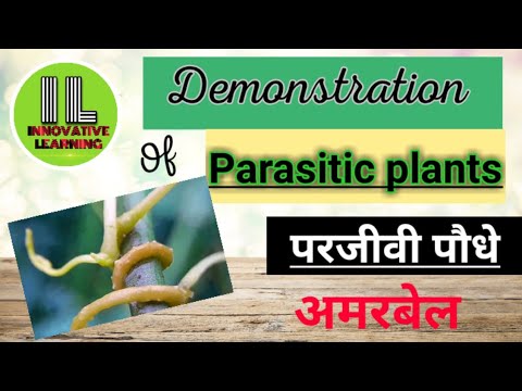 Parasitic plant # परजीवी पौधा # अमरबेल#Cuscuta plant