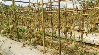Download Lagu PETANI MENANGIS😭|| TINGGAL PANENNYA DI SERANG HAMA MP3 Download Lagu PETANI MENANGIS😭|| TINGGAL PANENNYA DI SERANG HAMA MP3