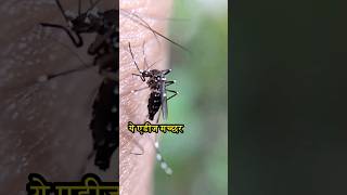 चिकनगुनिया के खतरनाक मच्छरों की पहचानकैसे करें