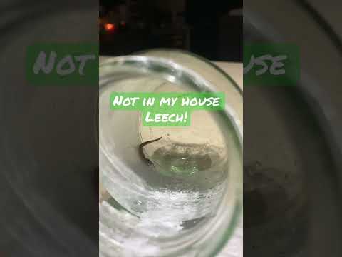 Leech in the house. Or slug? Just add salt #shorts