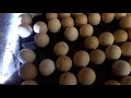 Инкубатор Стимул-1000МУ. 19-день.выкладка яйца на вывод.