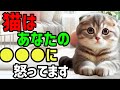 猫はあなたの●●に怒ってます 雑学 保護猫 熱中症 こねこ cat ねこのいる生活 豆知識