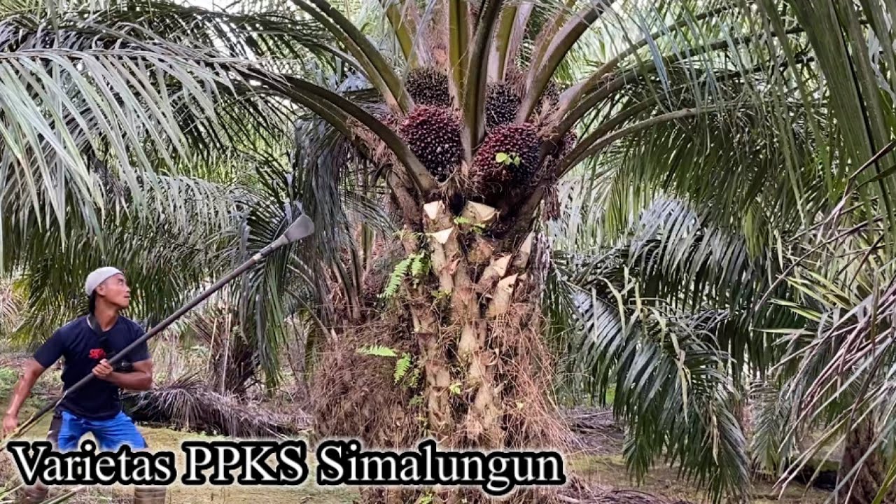 PANEN SAWIT PPKS SIMALUNGUN MEMANG BUAHNYA BERSUSUN