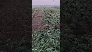 kheti #agriculture #college #medical #agricultura #kisan #framertutorial #khetibadi #ujala