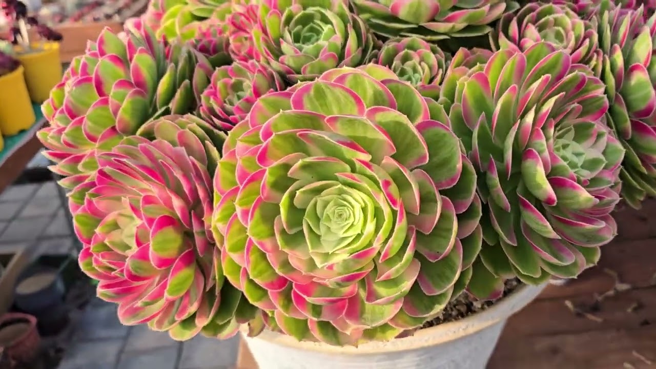 2026년 3월 7일.비발디정원을 찾아 주셔서 진심으로 감사드립니다.010-2742-7789