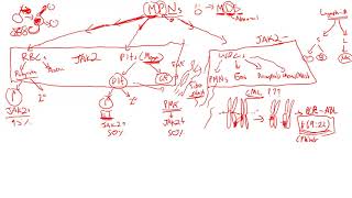 Myeloproliferative disorders