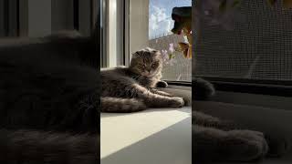 Наше сокровище #уютныйдом #питомец #домскотом #любимыйкот #cat #котик #цитатыосмысле #lake #кот