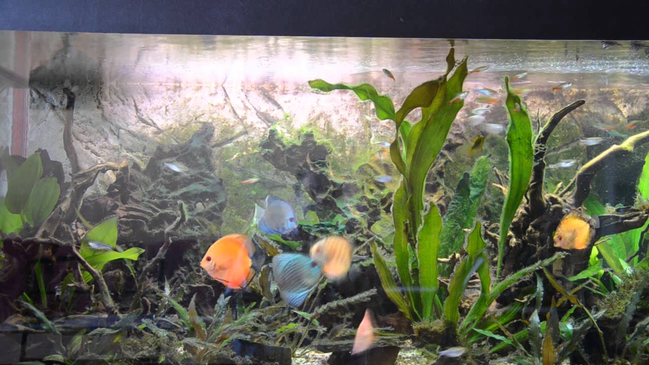 Aquarium Discus YouTube