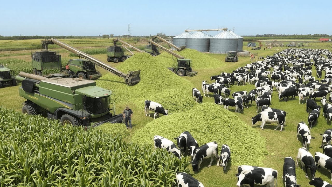 El Proceso detrás del Ensilaje Más Grande del Mundo: Alimentación Óptima para Miles de Vacas 🐄🌽
