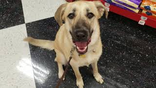 Houston dog training | 1 yr old Anatolian Shepherd, Hazel by The Devoted Dog, LLC 333 views 4 years ago 8 minutes, 57 seconds
