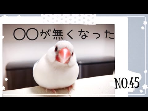 【文鳥】換羽で◯◯が無くなった　java sparrow No.45