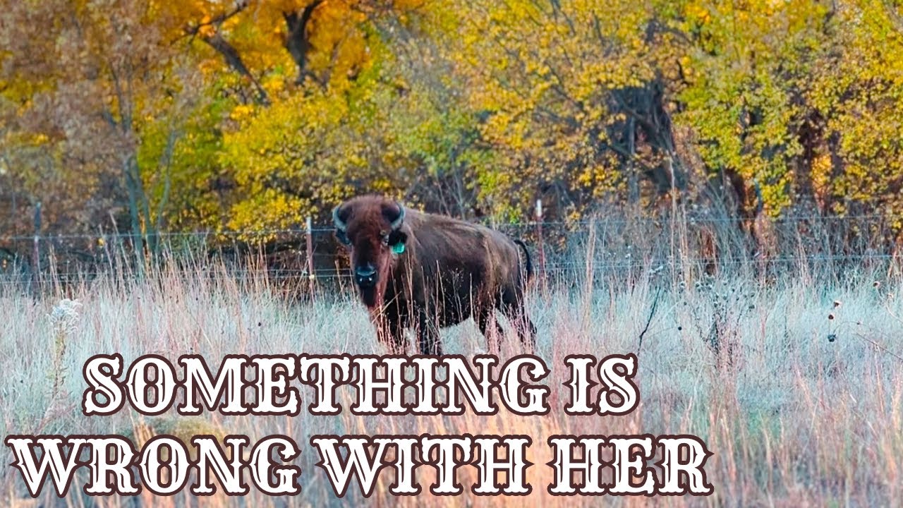 Concern For Lead Bison Cow [Keep A Close Eye] - YouTube
