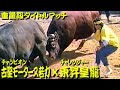 古堅モータース若力x東昇皇龍 2002.5.12 (重量級タイトルマッチ)【沖縄闘牛】