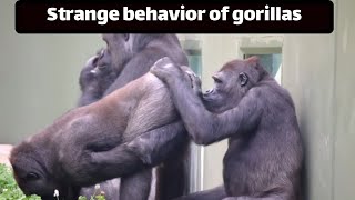 #animals #gorilla Strange behavior of gorillas by Animal Explorer 2,134 views 11 months ago 2 minutes, 6 seconds