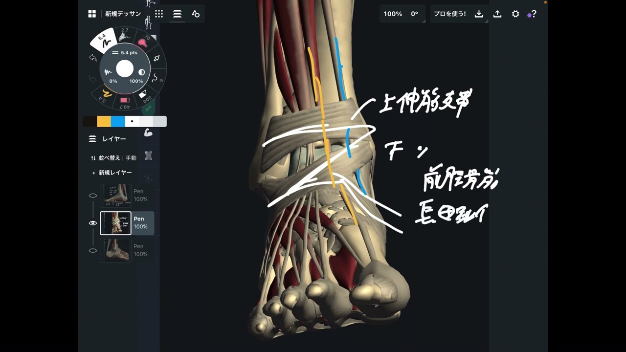 足首の周りの膜と筋肉の解剖学を解説してみた