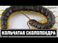 Сколопендра кольчатая. Опасность, образ жизни, содержание // Clever Cricket