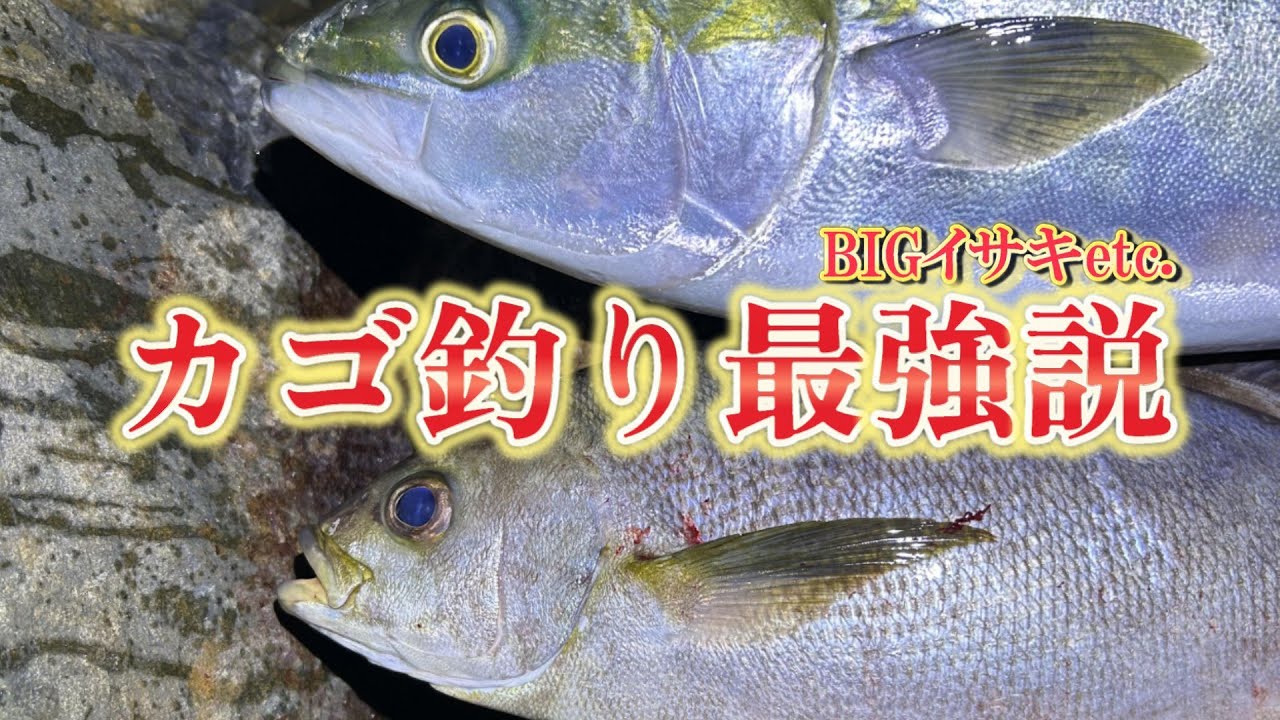 【驚愕】カゴ釣り最強説！旨い魚ばかり釣れるこの釣りがすごい！【高知県西南部】