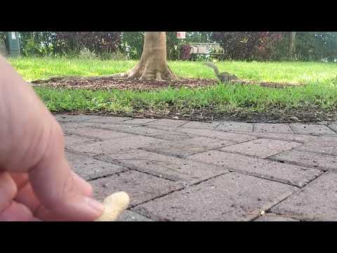 Peanuts For Squirrels Bulk