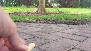 Feeding peanuts to squirrels