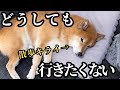 【拒否柴】新たな手法で散歩を拒否してくる柴犬