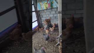 мои курочки 🐔