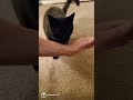 Very Smart Cat Does Tricks Trick 4 of 10