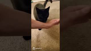 Very Smart Cat Does Tricks Trick 4 of 10