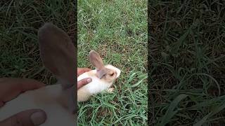 I caught the rabbit। ধরে ফেলেছি খরগোশটাকে। shortsfeed viral short shorts