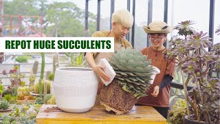 Repot HUGE Succulents & Cactus // Joy Garden Succulent