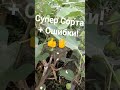 Мои Ошибки vs Лучшие Сорта Инжира